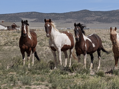 TRIPLE L RANCH